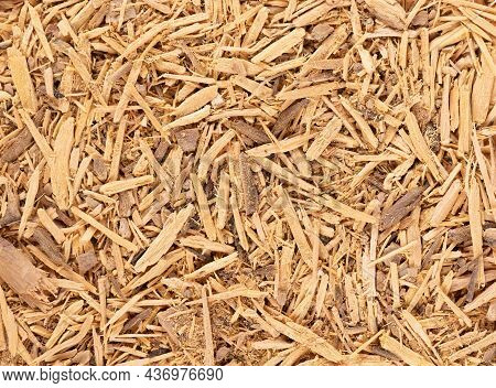 Muira Puama Herbal Tea Background. Natural Potency Wood, Medicinal Plant, Dry Tea. Ptychopetalum Ola