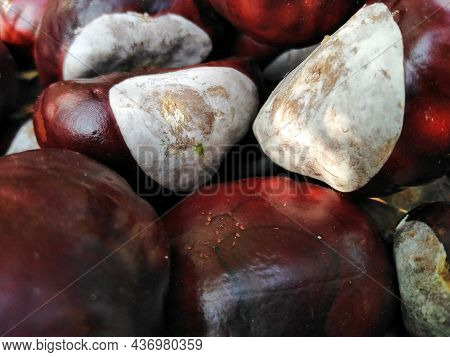 Closeup Of Fresh Wild Chestnut Fruit, Castanea, Sometimes Called Horse-chestnut, Buckeye, Conker Tre