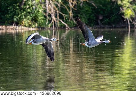 The Bar-headed Goose Flying Over A Lake At Munich. Anser Indicus Breeds In Central Asia In Colonies 