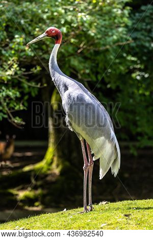 The Sarus Crane, Grus Antigone Is A Large Non-migratory Crane Found In Parts Of The Indian Subcontin