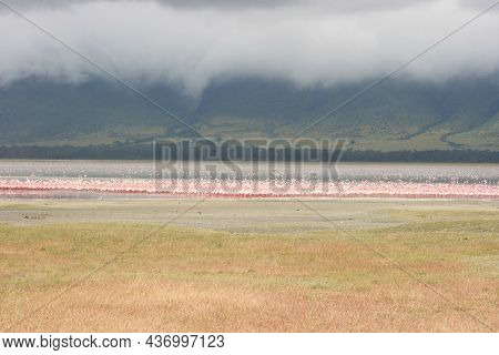 Flamboyance Of Lesser Flamingos Resting And Feeding (phoeniconaias Minor) Against The Backdrop Of La