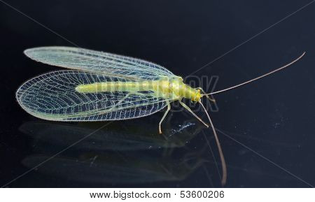 Chrysopidae-insect Green Lacewing