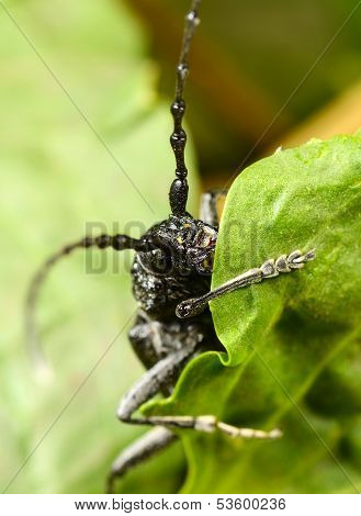 Macro Beetle Of Family Cerambycidae
