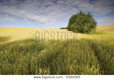 Weizenfeld