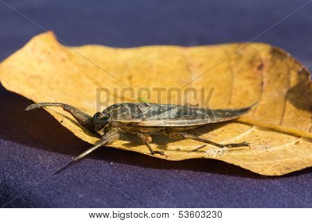 Water Scorpion From West Africa