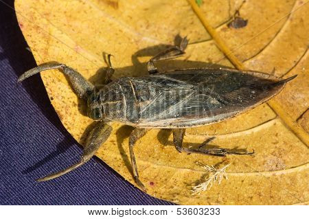 Water Scorpion From West Africa