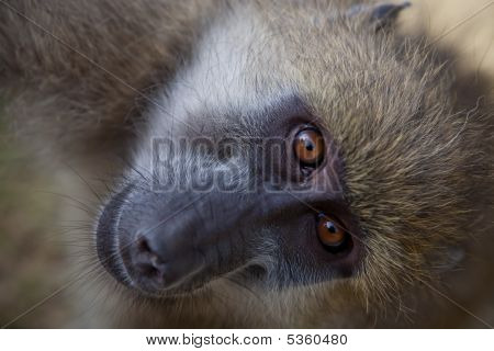 Baboon Baby