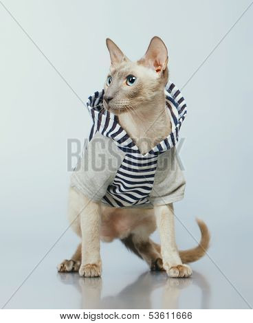 Peterbald Cat in Hoody