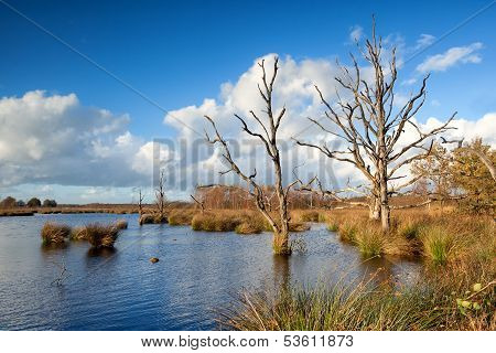Sunshine Over Dry Trees In Bog