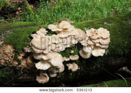 Laskagomba (pleurotus Ostreatus)