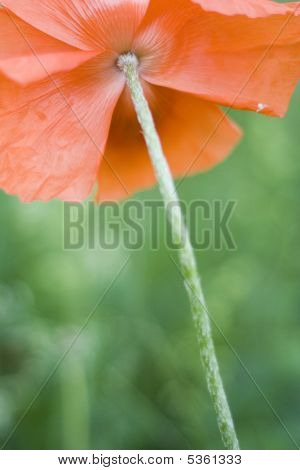Amapola