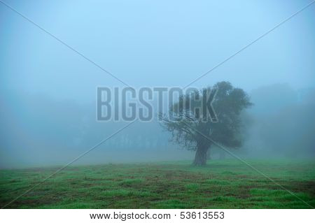 Foggy Morning Field #1