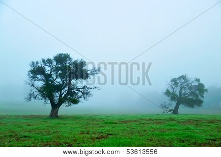 Foggy Morning Field #2