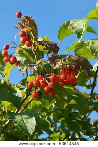 Viburnum