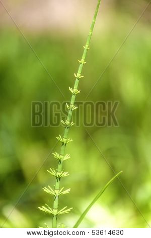 Mare's tail - Hippuris vulgaris