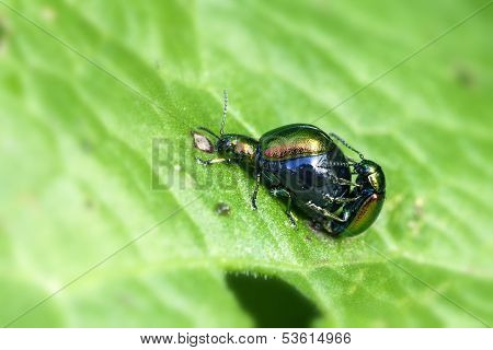 Dock leaf beetle - mating
