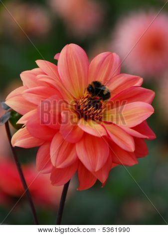 Arı pembe Dahlia üzerinde bumble
