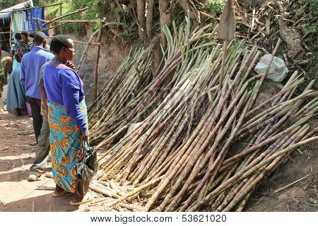 African Woman Chooses Sugar Cane On The Market.