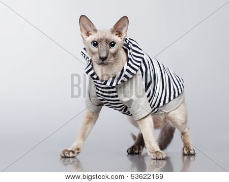 Peterbald Cat in Hoody