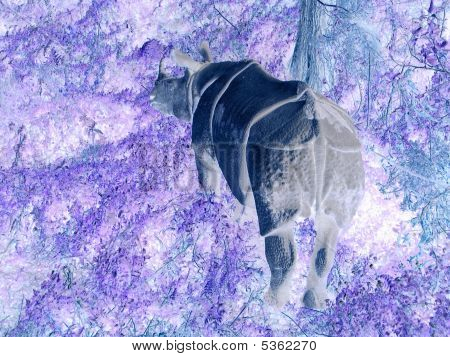 X-ray næsehorn