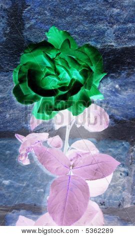 Sort grøn Rose