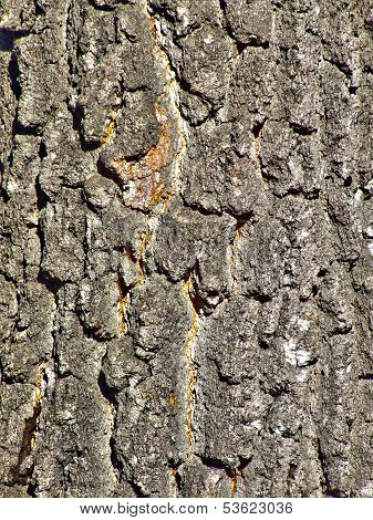 texture of wood - old tree bark