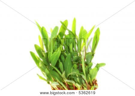 Green Grass