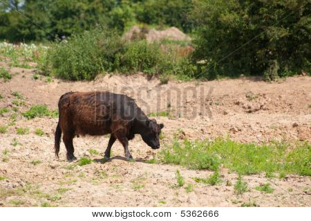 Mucca In natura libera