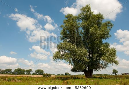 Albero nel paesaggio