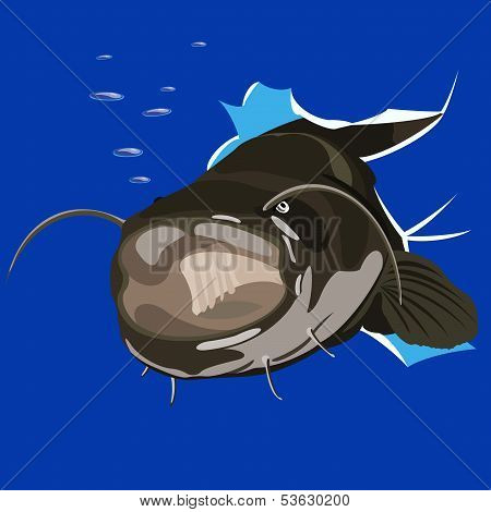 catfish