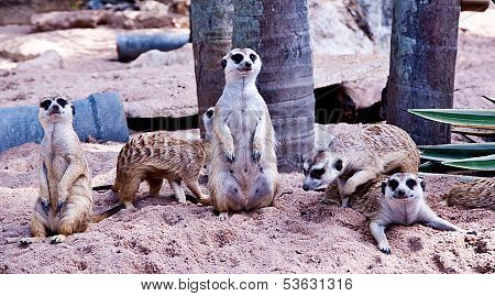Meerkat