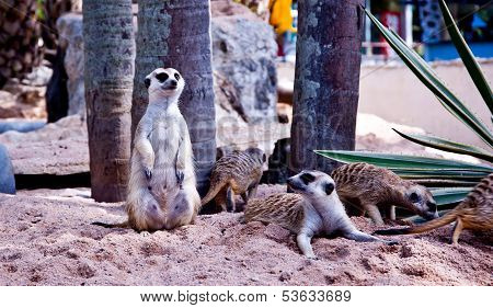 meerkat