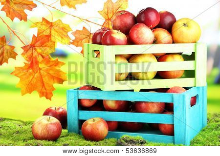 Juicy apples in wooden boxes on grass on natural background 