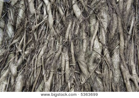Büyümüş kökleri Surround ağaç