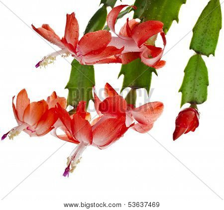 Blooming Christmas Cactus Schlumbergera isolated on white background 