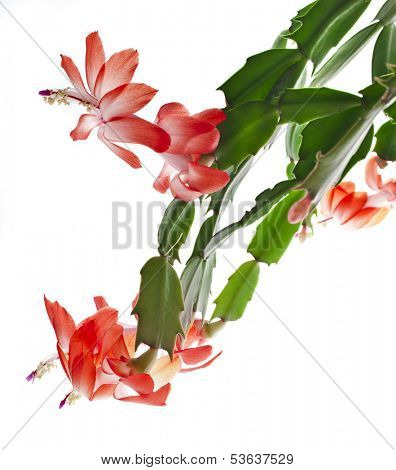 Blooming Christmas Cactus Schlumbergera isolated on white background 