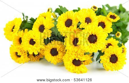 Beautiful yellow chrysanthemum isolated on white
