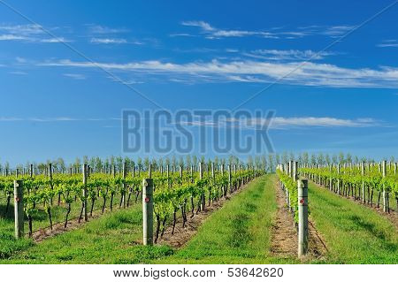 Vineyard In The Spring #2