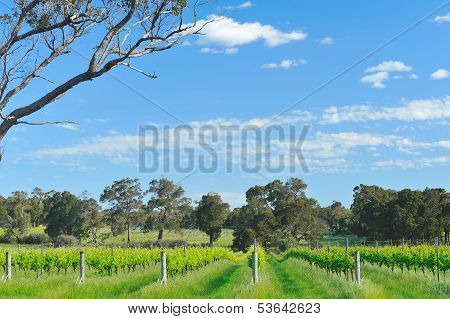 Vineyard In The Vale #2