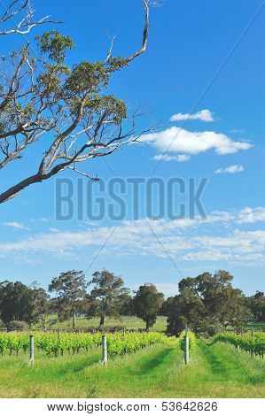 Vineyard In The Vale