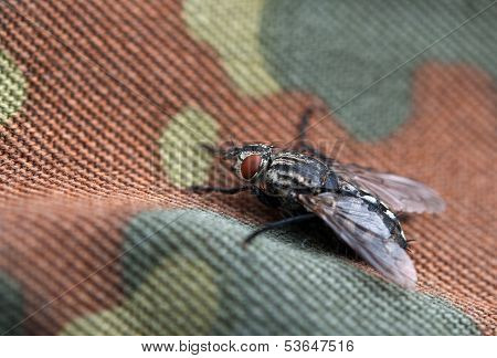 Fly On Background