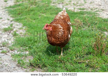 Hen On Grass