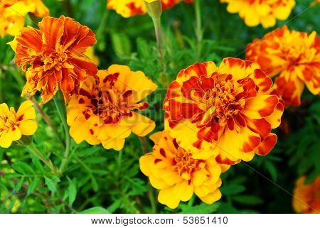 Flowers In The Meadow