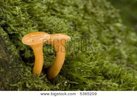 Hygrophoropsis Aurantiaca