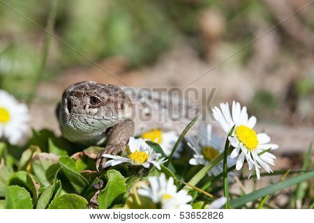 sand lizard in close up (Lacerta Agilis)
