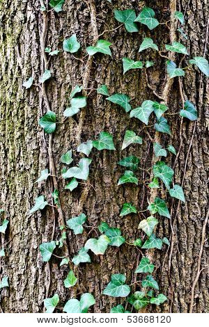 Ivy Ordinary Or Ivy Climbing (lat. Hedera Helix) To The Trunk Of The Tree