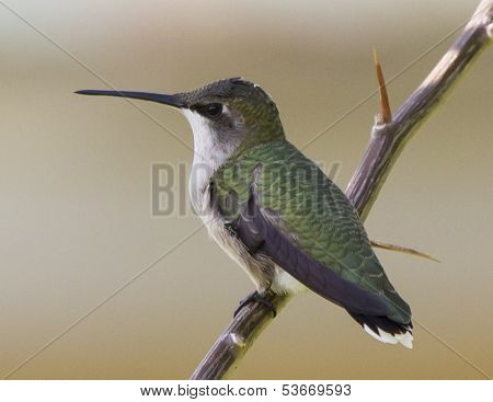 Ruby throated hummingbird