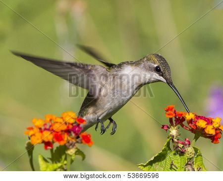 Ruby throated hummingbird