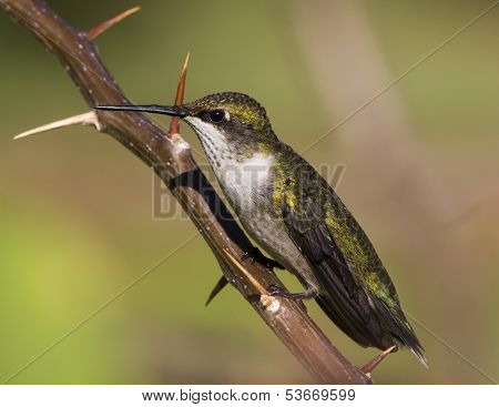 Ruby throated hummingbird