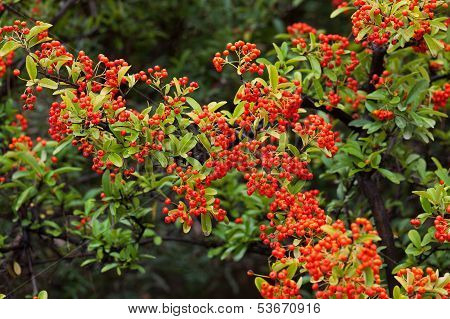Shrub With Lots Of Red Berries